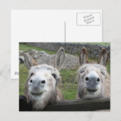Smiling Donkeys! Briefkaart (Voorkant / Achterkant)