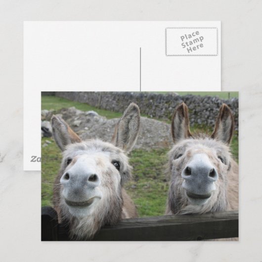 Smiling Donkeys! Briefkaart (Voorkant / Achterkant)