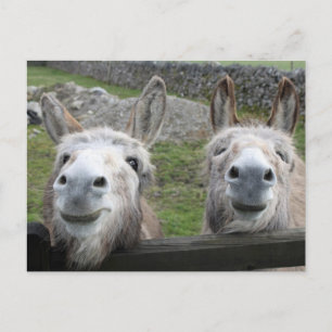 Smiling Donkeys! Briefkaart