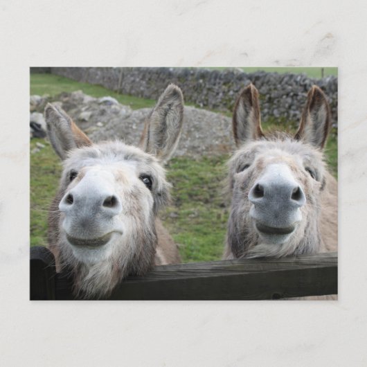 Smiling Donkeys! Briefkaart (Voorkant)