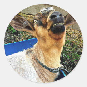 Smiling Goat - Blad van Stickers