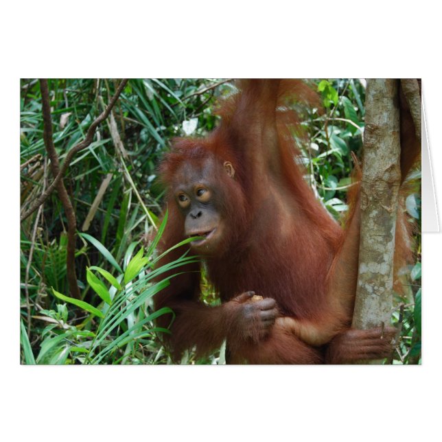 Smiling Orangutan (Voorkant Horizontaal)