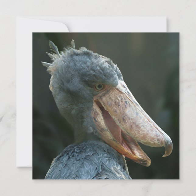 Smiling Shoebill (Voorkant)