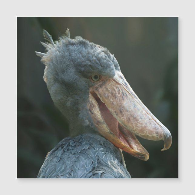 Smiling Shoebill (Voorkant)