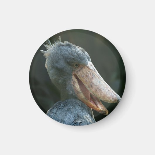 Smiling Shoebill Magneet (Voorkant)