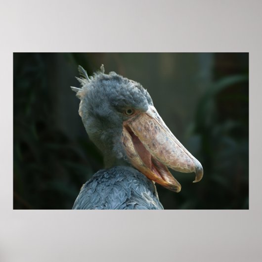 Smiling Shoebill Poster (Voorkant)