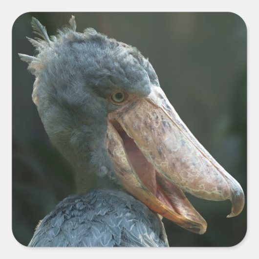 Smiling Shoebill Vierkante Sticker (Voorkant)
