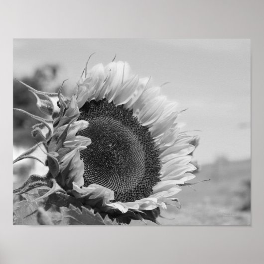 Smiling Sunflower Floral Black White Print (Voorkant)