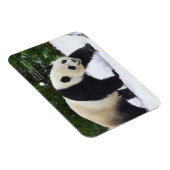 Smithsonian | Kreuzenpannen in de sneeuw Magneet (Rechterzijde)