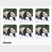 Smithsonian | Kreuzenpannen in de sneeuw Vierkante Sticker (Vel)