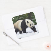 Smithsonian | Kreuzenpannen in de sneeuw Vierkante Sticker (Envelop)