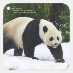 Smithsonian Kreuzenpannen in de sneeuw Vierkante Sticker