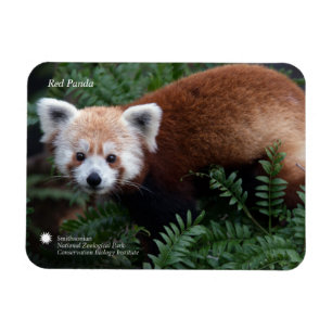 Smithsonian   Red Panda Magneet