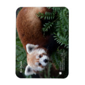Smithsonian | Red Panda Magneet (Verticaal)