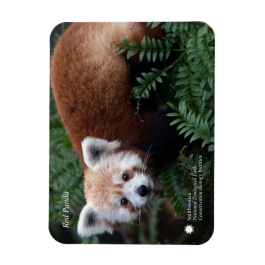 Smithsonian | Red Panda Magneet (Verticaal)