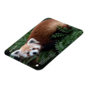 Smithsonian | Red Panda Magneet (Linkerzijde)