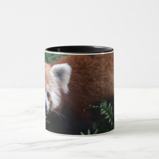 Smithsonian | Red Panda Mok (Midden)