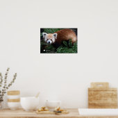 Smithsonian | Red Panda Poster (Keuken)