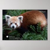 Smithsonian | Red Panda Poster (Voorkant)