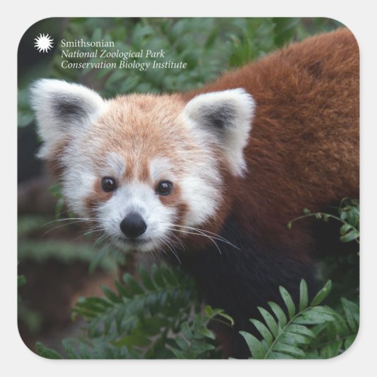 Smithsonian | Red Panda Vierkante Sticker (Voorkant)
