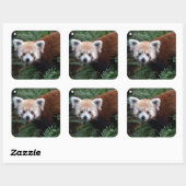 Smithsonian | Red Panda Vierkante Sticker (Vel)