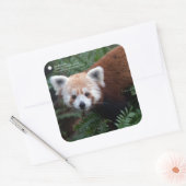 Smithsonian | Red Panda Vierkante Sticker (Envelop)