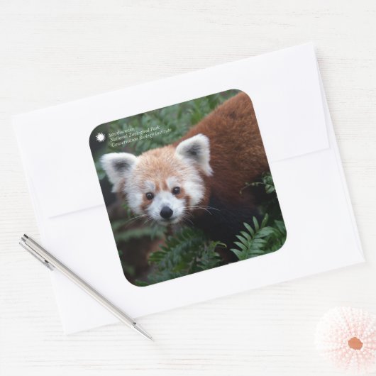 Smithsonian | Red Panda Vierkante Sticker (Envelop)
