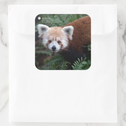Smithsonian | Red Panda Vierkante Sticker (Tas)