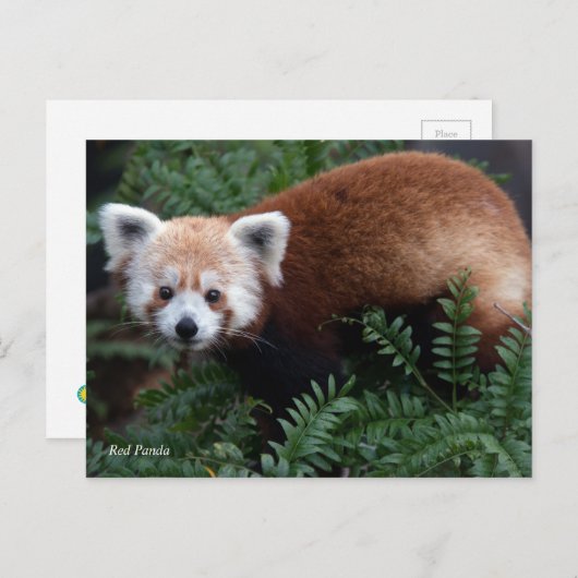 Smithsonian | Rode Panda Briefkaart (Voorkant / Achterkant)