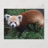 Smithsonian | Rode Panda Briefkaart (Voorkant)