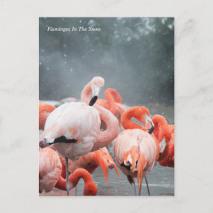 Smithsonian   Sneeuwvliezen Briefkaart