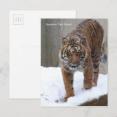 Smithsonian | Sumatraanse tijger Damai Briefkaart (Voorkant / Achterkant)