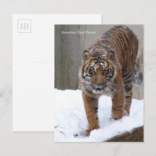 Smithsonian | Sumatraanse tijger Damai Briefkaart (Voorkant / Achterkant)