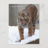 Smithsonian | Sumatraanse tijger Damai Briefkaart (Voorkant)