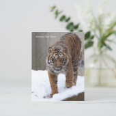 Smithsonian | Sumatraanse tijger Damai Briefkaart (Staand voorkant)