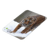 Smithsonian | Sumatraanse tijger Damai Magneet (Linkerzijde)