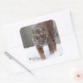 Smithsonian | Sumatraanse tijger Damai Vierkante Sticker (Envelop)