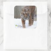 Smithsonian | Sumatraanse tijger Damai Vierkante Sticker (Tas)