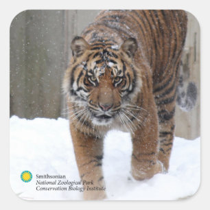 Smithsonian   Sumatran Tiger Damai Vierkante Sticker