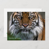 Smithsonian | Sumatran Tiger Soyono Briefkaart (Voorkant / Achterkant)
