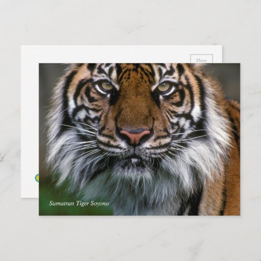 Smithsonian | Sumatran Tiger Soyono Briefkaart (Voorkant / Achterkant)