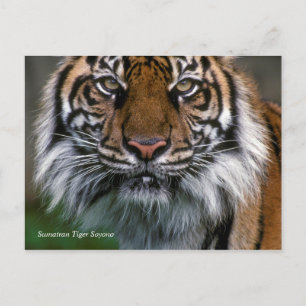 Smithsonian   Sumatran Tiger Soyono Briefkaart