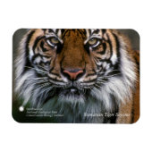 Smithsonian | Sumatran Tiger Soyono Magneet (Horizontaal)