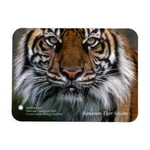 Smithsonian   Sumatran Tiger Soyono Magneet