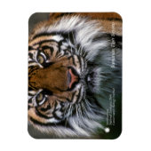 Smithsonian | Sumatran Tiger Soyono Magneet (Verticaal)
