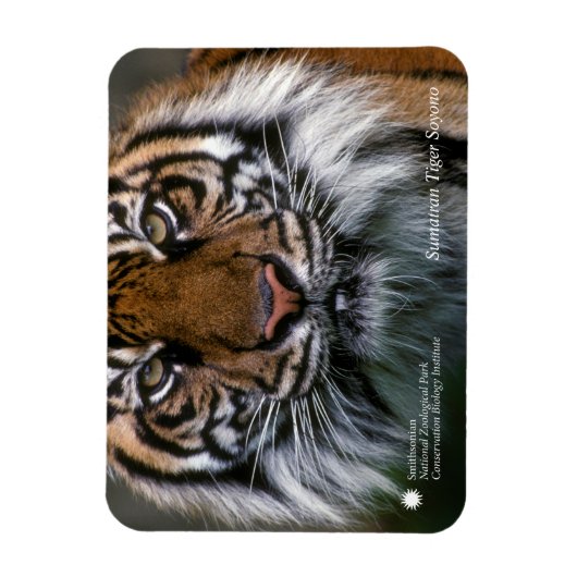 Smithsonian | Sumatran Tiger Soyono Magneet (Verticaal)