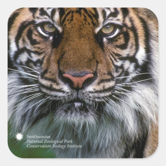 Smithsonian | Sumatran Tiger Soyono Vierkante Sticker (Voorkant)
