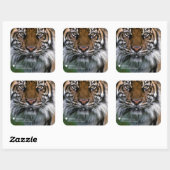 Smithsonian | Sumatran Tiger Soyono Vierkante Sticker (Vel)