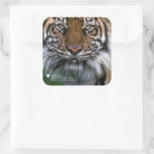 Smithsonian | Sumatran Tiger Soyono Vierkante Sticker (Tas)