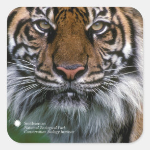 Smithsonian Sumatran Tiger Soyono Vierkante Sticker